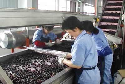 Dây chuyền sản xuất đồ uống từ việt quất, mâm xôi, dâu tây